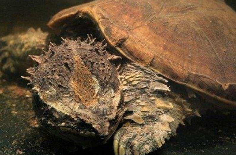 大鳄龟怎么冬眠*好