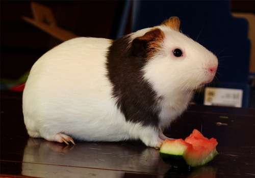 荷兰猪能吃什么蔬菜和水果