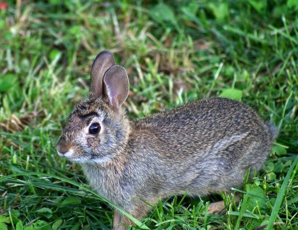 兔子是哺乳动物吗