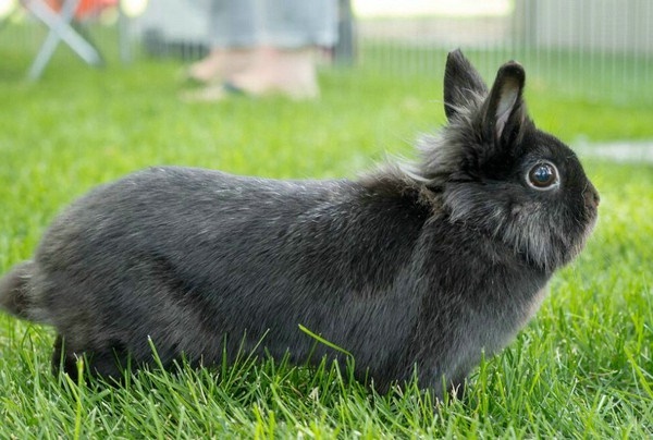 兔子繁殖速度