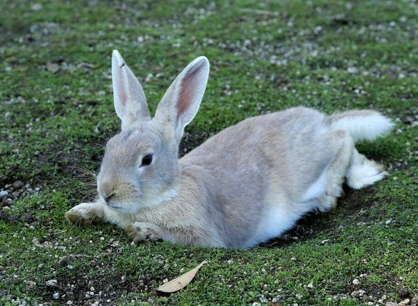 兔子的尾巴有什么作用
