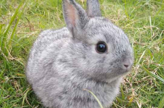 荷兰侏儒兔在哪里卖 荷兰侏儒兔哪里卖