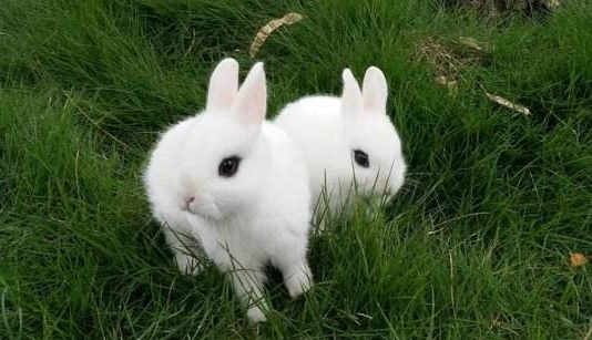 荷兰侏儒兔怎么养 荷兰侏儒兔好养吗