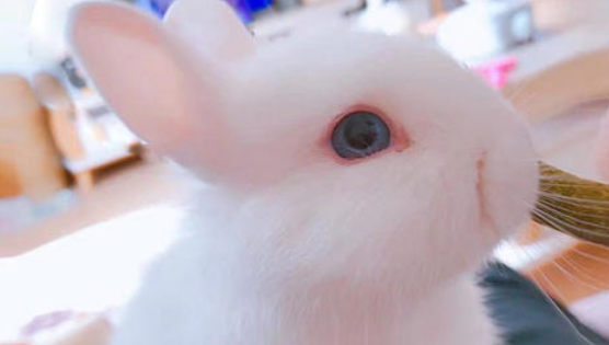 荷兰侏儒兔的价格 荷兰侏儒兔价格