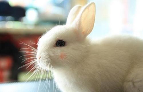 荷兰侏儒兔吃什么 荷兰侏儒兔喂食