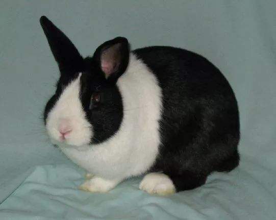 荷兰兔和垂耳兔哪个体形小