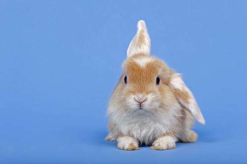 美国垂耳兔和荷兰的垂耳兔有什么区别