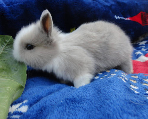 荷兰垂耳兔能活多久