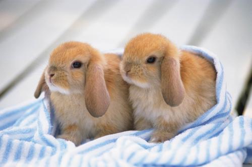 荷兰垂耳兔如何养 如何饲养荷兰垂耳兔