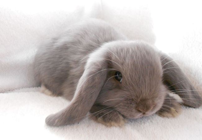 迷你垂耳兔能长多大 迷你垂耳兔可以长多大