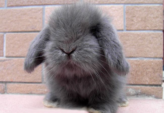 迷你垂耳兔真的很小吗