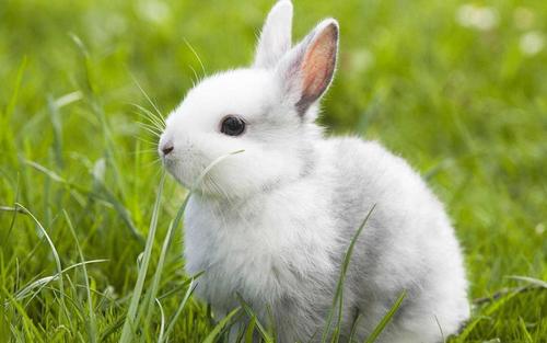 荷兰垂耳兔价格 荷兰垂耳兔的价格