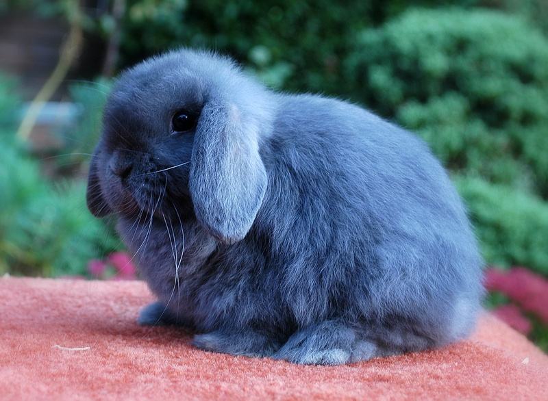荷兰垂耳兔性格 荷兰垂耳兔的性格
