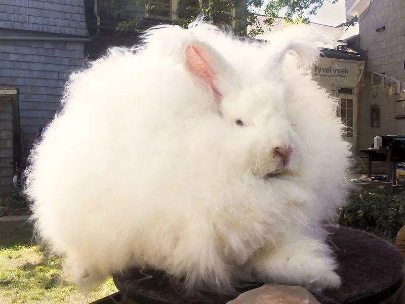 巨型安哥拉兔的毛需要经常剪吗
