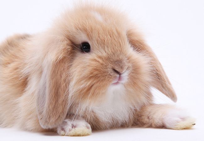 荷兰兔寿命 荷兰兔寿命多长