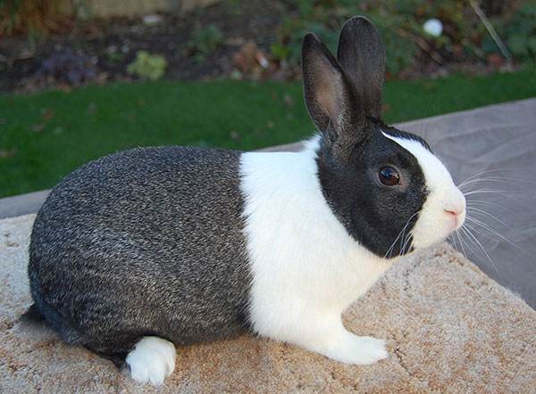 荷兰兔能长多大 荷兰兔体型多大