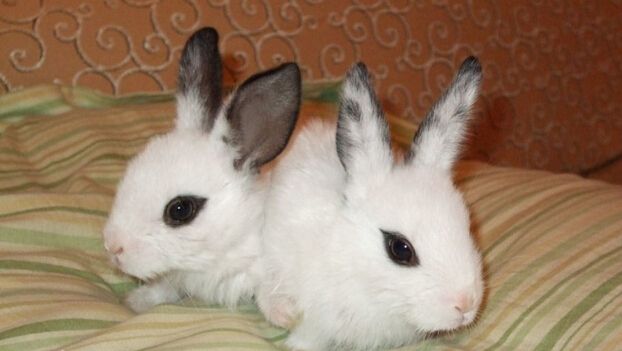 海棠兔如何分辨侏儒 怎么区分侏儒海棠兔