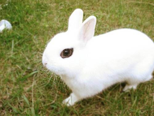 侏儒海棠兔的寿命 侏儒海棠兔寿命