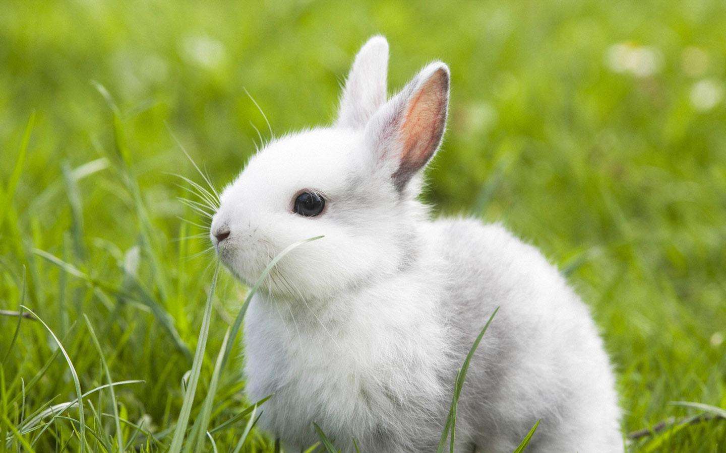 海棠兔怎么养 海棠兔好养吗