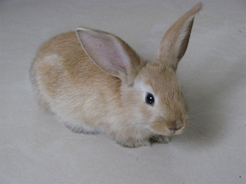 英国垂耳兔与美国垂耳兔的区别