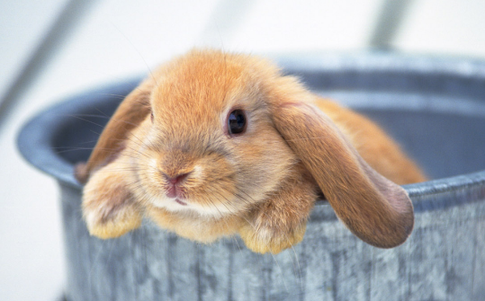 法国垂耳兔会长多大 法国垂耳兔体长