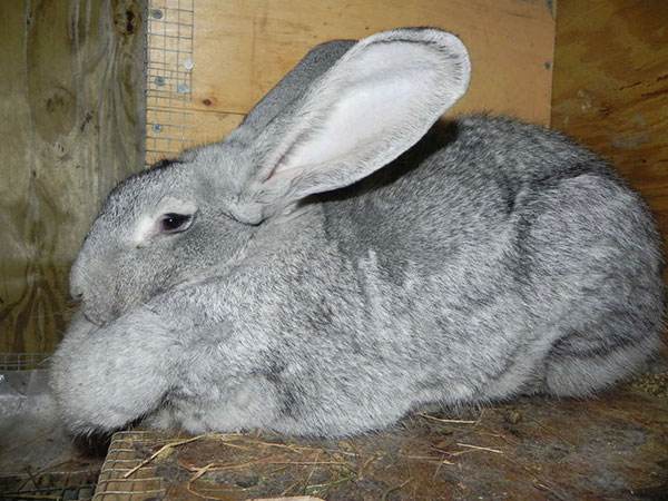巨型花明兔吃什么 巨型花明兔吃多少