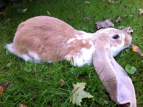 英国垂耳兔多少钱一只 英国迷你垂耳兔多少钱