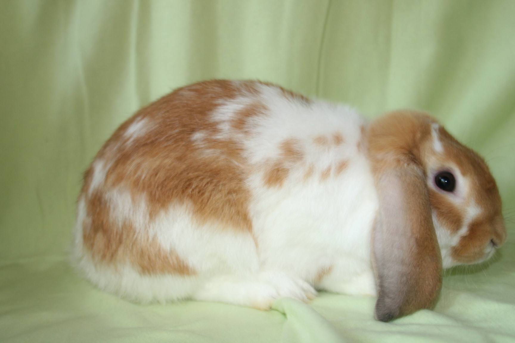 英国垂耳兔的耳朵有多重