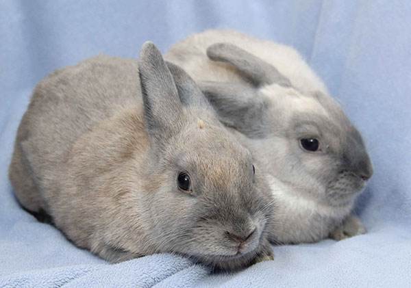 波兰兔一年可繁殖几胎 波兰兔繁殖速度