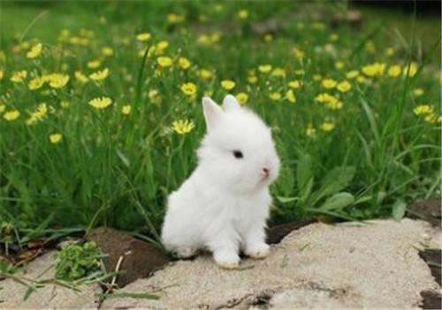 波兰兔哪里有卖 波兰兔去哪里买