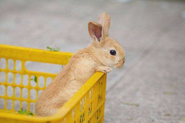 多瓦夫兔价格 多瓦夫兔的价格