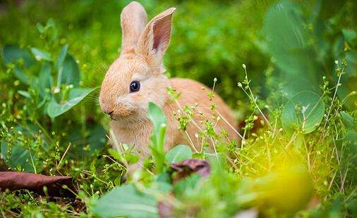 多瓦夫兔寿命 多瓦夫兔寿命多久