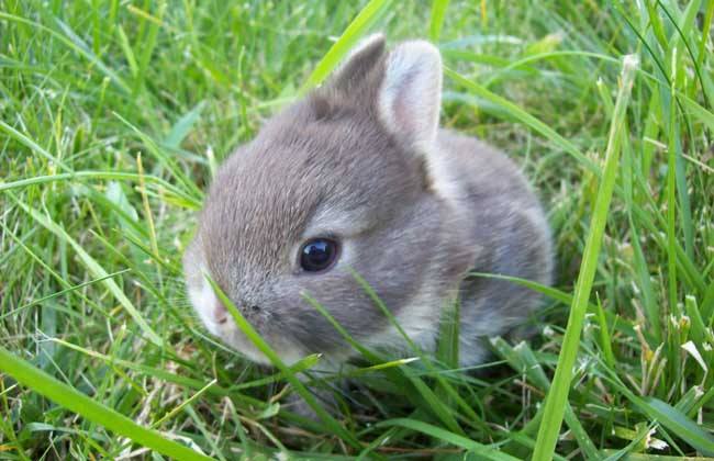 迷你雷克斯兔有多大 迷你雷克斯兔多长