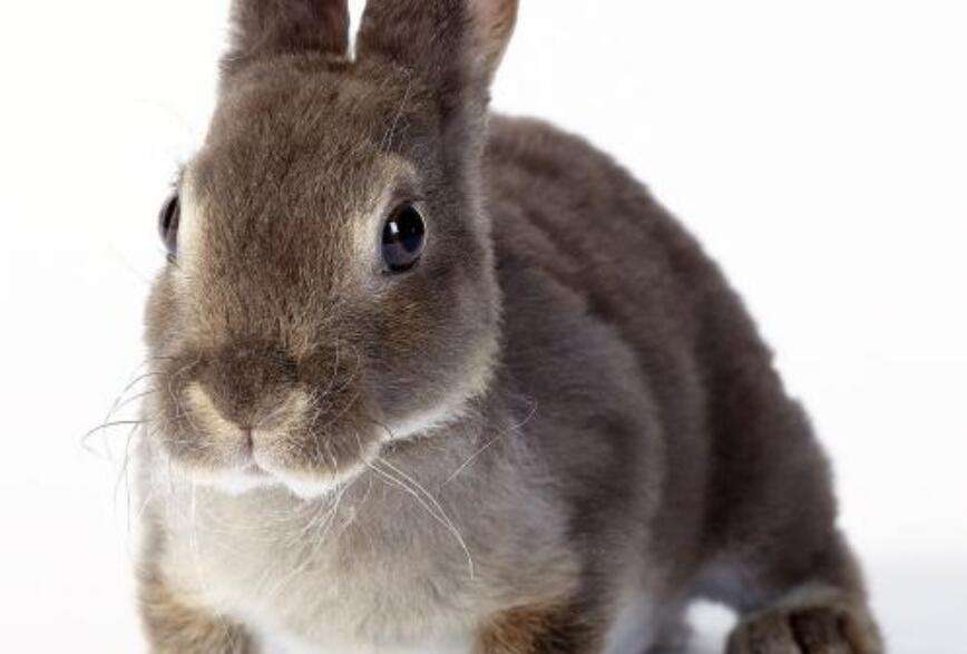 雷克斯兔的价格 雷克斯兔的价格多少