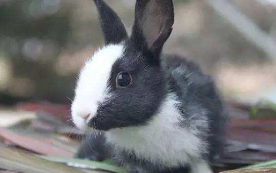 迷你雷克斯兔寿命多久 迷你雷克斯兔的寿命