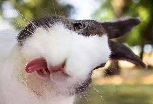 兔子喂兔粮要不要喝水 小兔喂兔粮要不要喝水