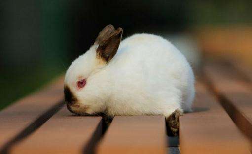喜马拉雅侏儒兔掉毛吗