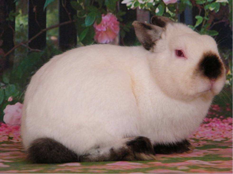 喜马拉雅兔的繁殖