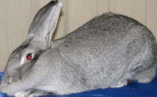 巨型金吉拉兔的寿命