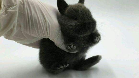 宠物兔暹罗兔多少钱一只 暹罗兔的价钱