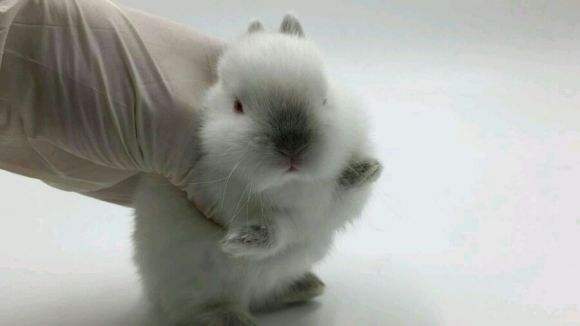 暹罗侏儒兔性格 暹罗侏儒兔脾气好吗