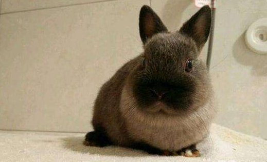 什么是暹罗侏儒兔 什么叫暹罗兔