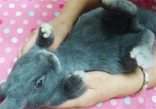 银狐兔繁殖 银狐兔生长繁殖能力