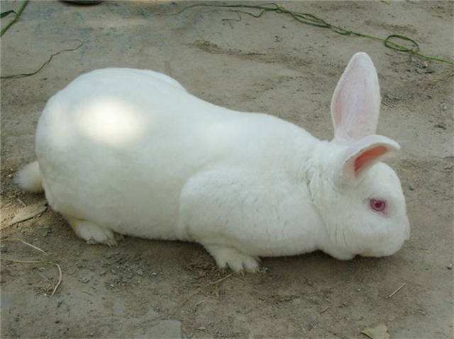 新西兰兔和中国白兔有什么区别