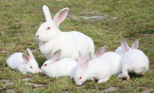 日本大耳兔和中国白兔区别