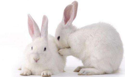 新西兰兔与日本大耳白兔区别