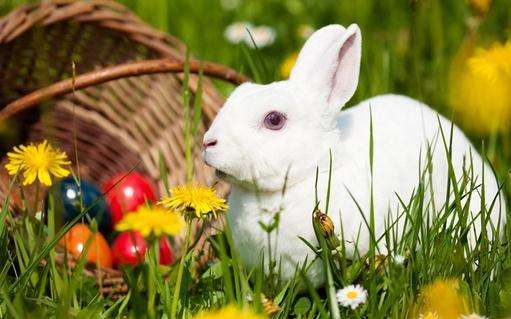 日本大耳白兔寿命