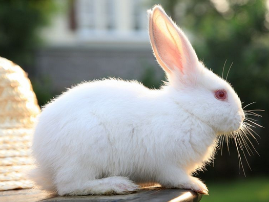 日本大耳白兔的优点