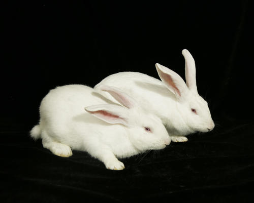 中国白兔每天吃多少兔粮
