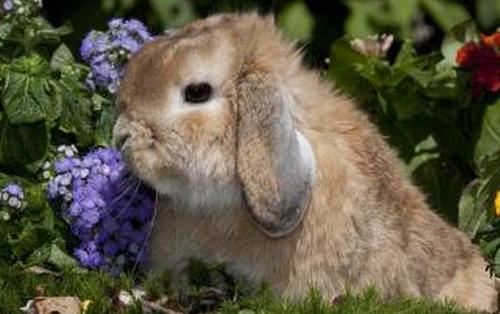 美国黄褐色家兔多少钱一只